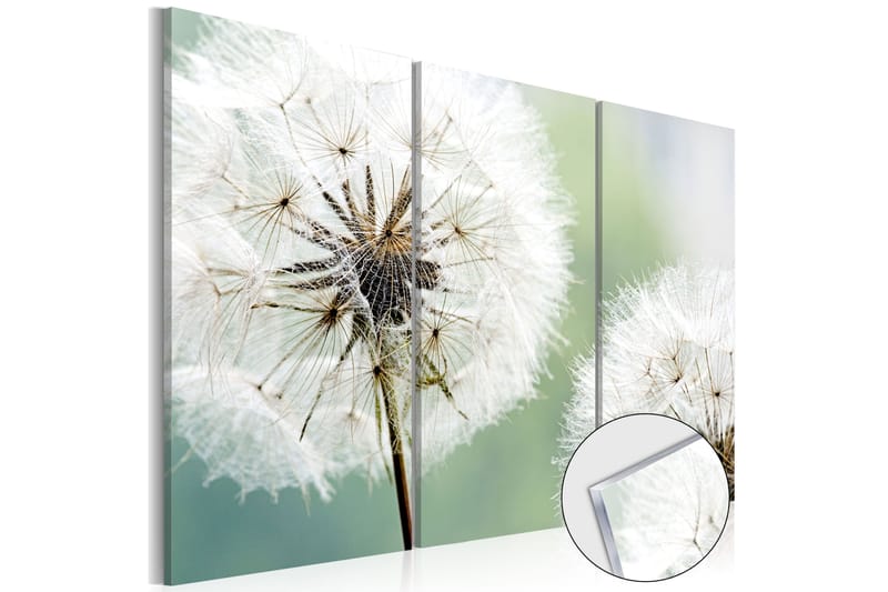 Bilde På Akryl Fluffy Dandelions 120x80 - Artgeist sp. z o. o. - Innredning - Bilder & kunst