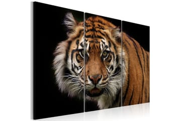 Bilde A wild tiger 90x60