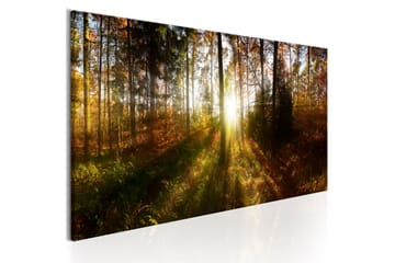 Bilde Beautiful Forest 150x50