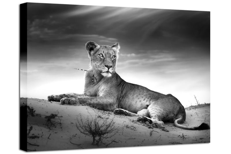 Bilde Canvas Lioness - 75x100 - Innredning - Bilder & kunst - Lerretsbilder