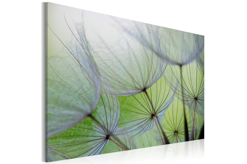 Bilde Dandelion In The Wind 60x40 - Artgeist sp. z o. o. - Innredning - Bilder & kunst - Lerretsbilder