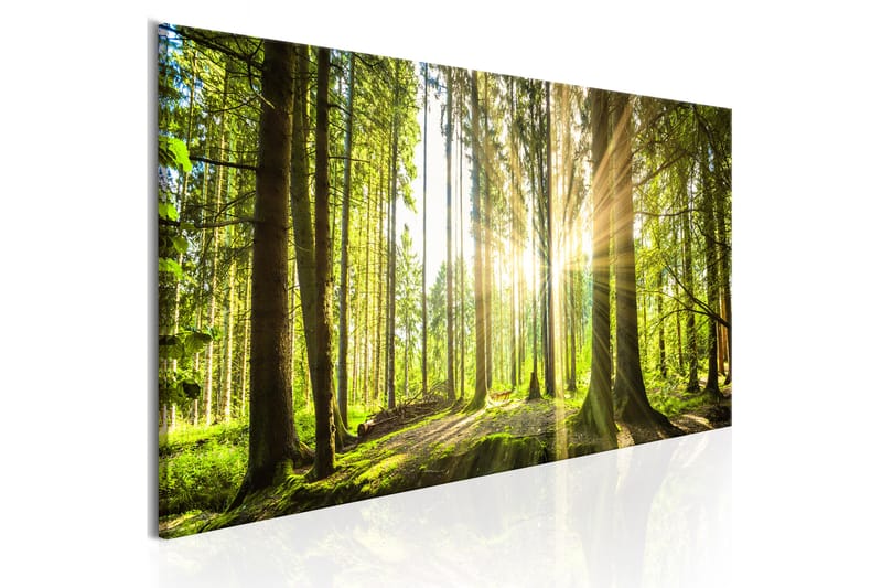 Bilde Daylight 120x40 - Artgeist sp. z o. o. - Innredning - Bilder & kunst - Lerretsbilder