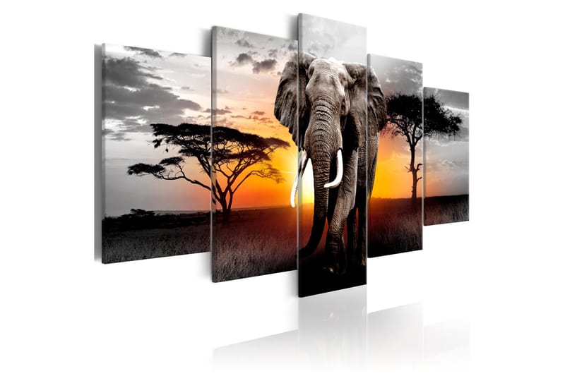 Bilde Elephant At Sunset 100x50 - Artgeist sp. z o. o. - Innredning - Bilder & kunst - Lerretsbilder