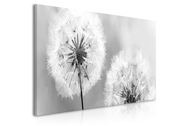 Bilde Fluffy Dandelions 100x45 - Artgeist sp. z o. o. - Innredning - Bilder & kunst - Lerretsbilder