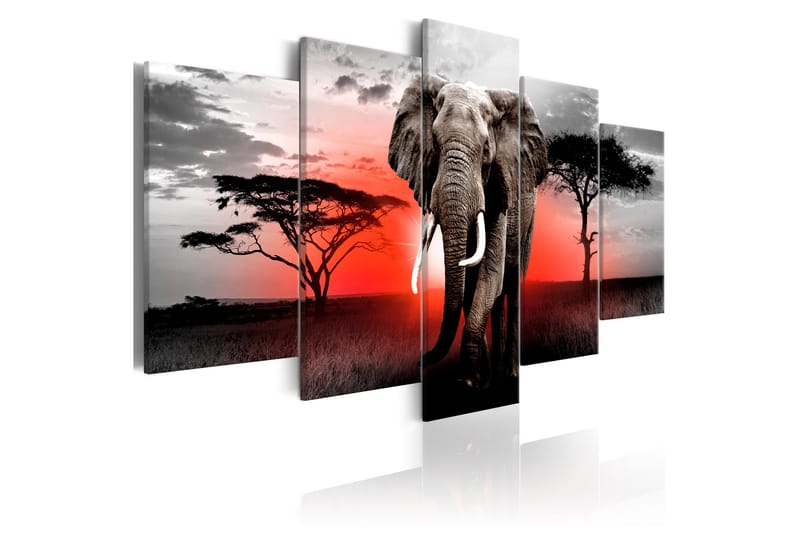 Bilde Lonely Elephant 100x50 - Artgeist sp. z o. o. - Innredning - Bilder & kunst - Lerretsbilder