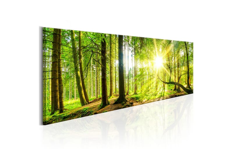 Bilde Majestic Trees 150x50 - Artgeist sp. z o. o. - Innredning - Bilder & kunst - Lerretsbilder