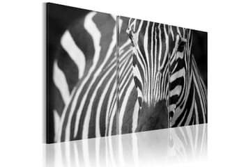 Bilde Mrs Zebra 120x80