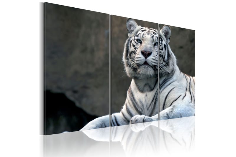 Bilde White Tiger 60x40 - Artgeist sp. z o. o. - Innredning - Bilder & kunst - Lerretsbilder