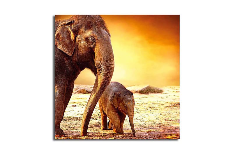 Canvasbilde Animal Flerfarget - 44x54 cm - Innredning - Bilder & kunst - Lerretsbilder