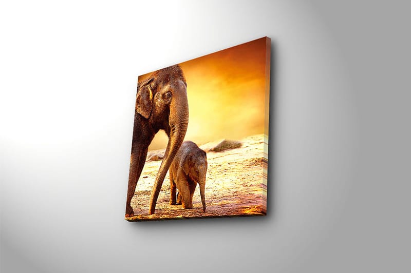 Canvasbilde Animal Flerfarget - 44x54 cm - Innredning - Bilder & kunst - Lerretsbilder