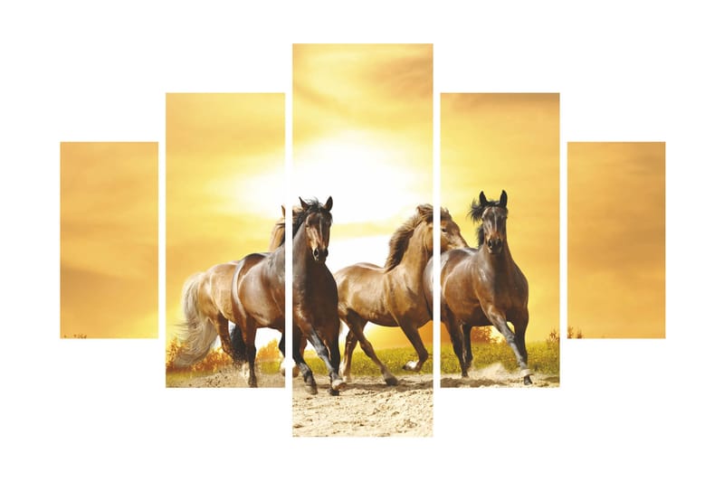 Canvasbilde Animals 5-pk Flerfarget - 55x62 cm - Innredning - Bilder & kunst - Lerretsbilder