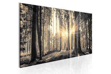 Tavle Forest Sun 120X40