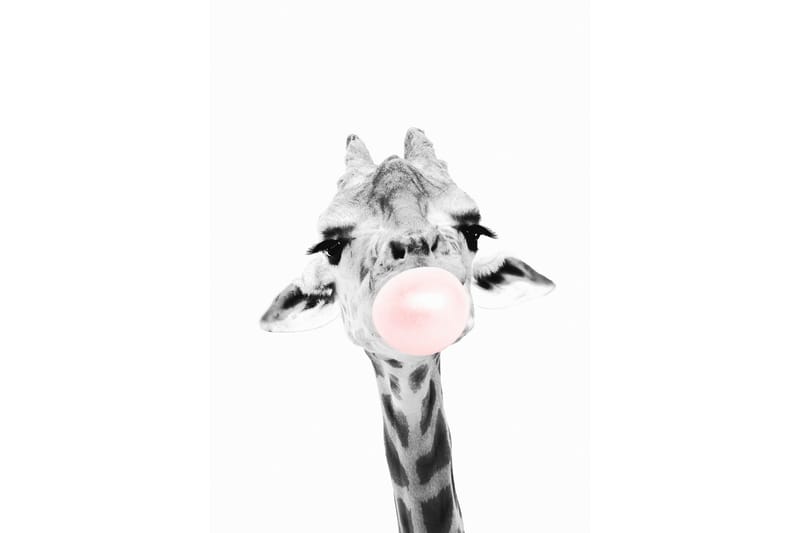 Giraffe Pink Bubblegum Illustrasjon Hvit/Grå/Rosa - 50x70 cm - Illustrasjon poster - Posters - Fotoplakater - Dyreplakater - Posters barnerom