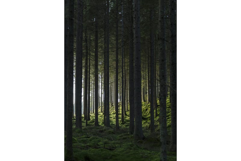 Poster Woods 21x30 cm - Sort/Grøn - Innredning - Bilder & kunst - Posters