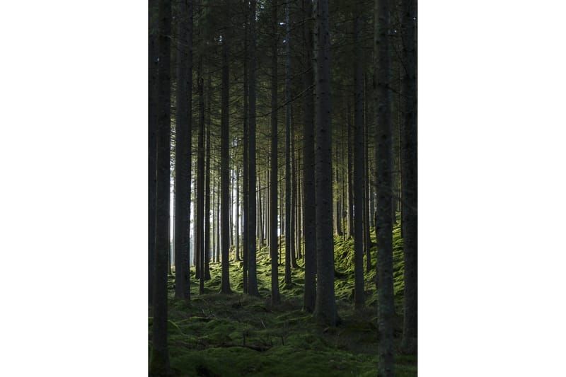 Poster Woods 50x70 cm - Sort/Grøn - Innredning - Bilder & kunst - Posters