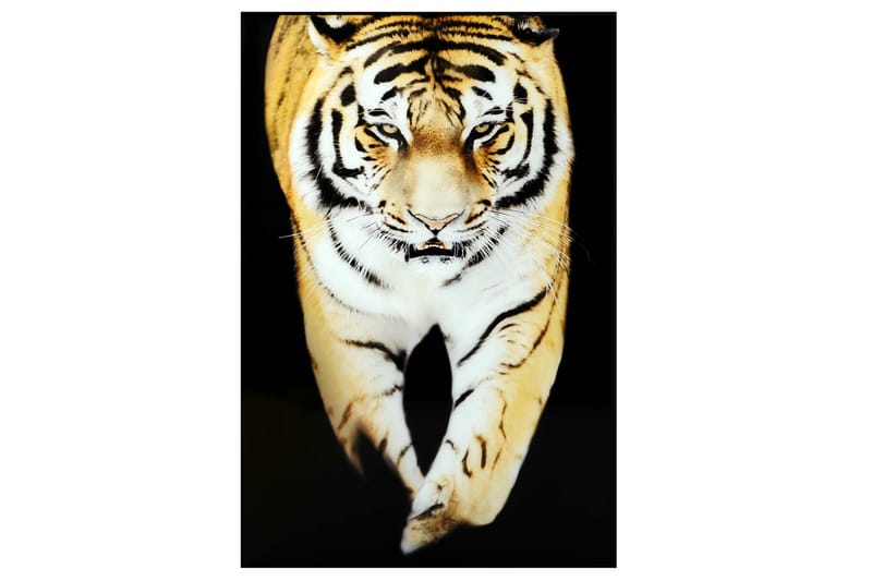 Tiger Bilde - 80x120 cm Flerfarget - Innredning - Bilder & kunst