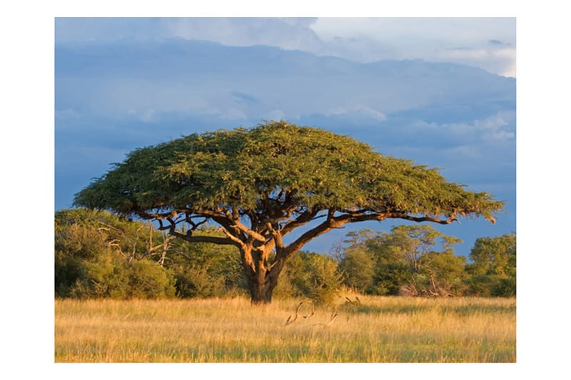 Fototapet African Akacia Tree Hwange National Park 250x193 - Artgeist sp. z o. o. - Innredning - Veggdekorasjon - Tapeter - Fototapeter