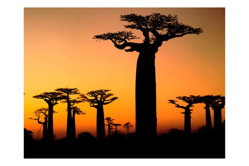 Fototapet African Baobab trees 200x154 - Artgeist sp. z o. o. - Innredning - Veggdekorasjon - Tapeter - Fototapeter