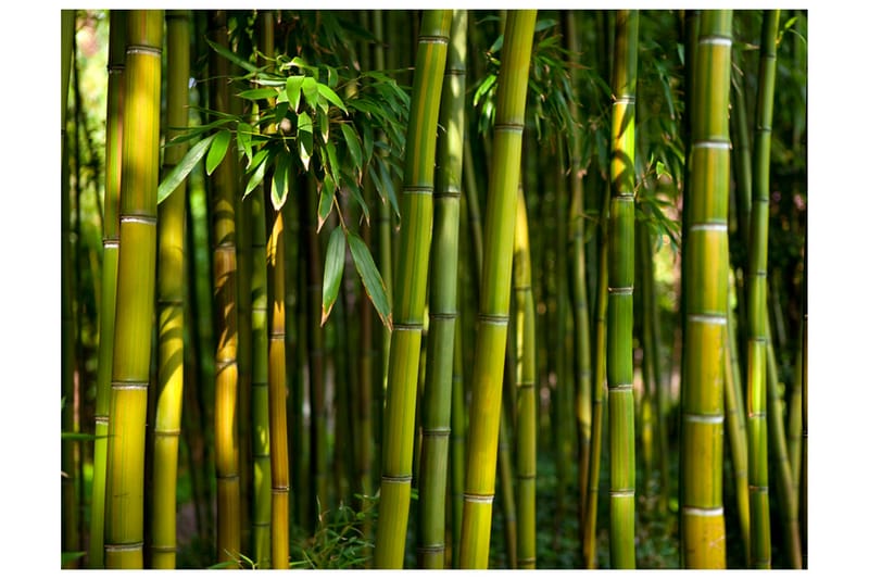 Fototapet Asian Bamboo Forest 250x193 - Artgeist sp. z o. o. - Innredning - Veggdekorasjon - Tapeter - Fototapeter