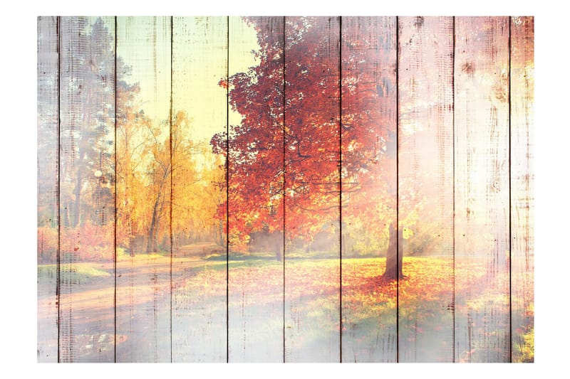 Fototapet Autumn Sun 150x105 - Fototapeter