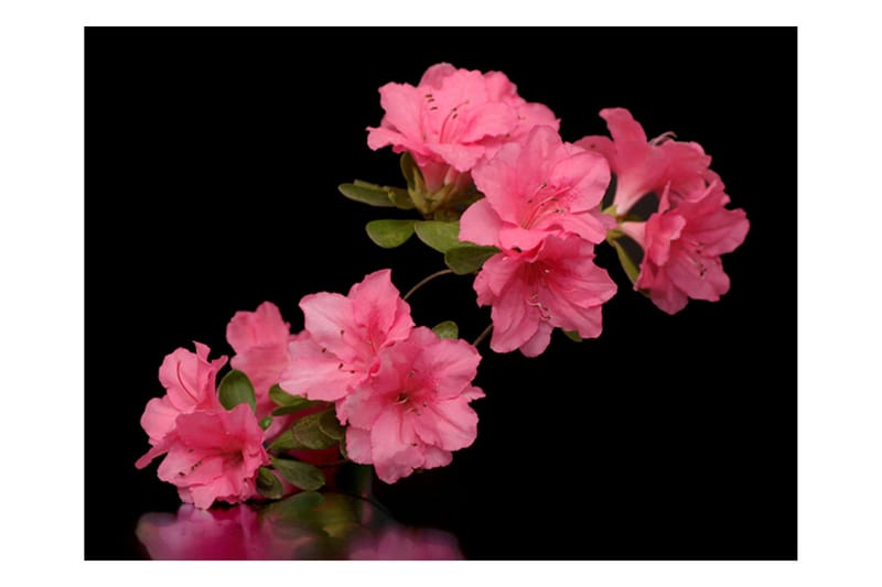 Fototapet Azalea In Black 250x193 - Artgeist sp. z o. o. - Innredning - Veggdekorasjon - Tapeter - Fototapeter