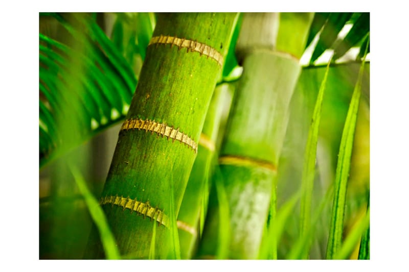 Fototapet Bamboo Detail 200x154 - Artgeist sp. z o. o. - Innredning - Veggdekorasjon - Tapeter - Fototapeter