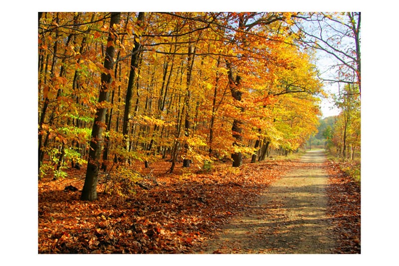 Fototapet Beech Forest 250x193 - Artgeist sp. z o. o. - Innredning - Veggdekorasjon - Tapeter - Fototapeter