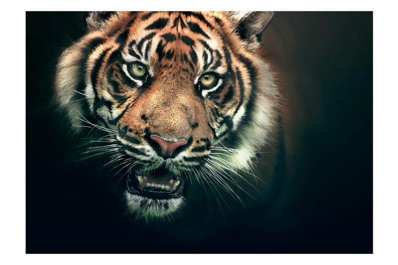 Fototapet Bengal Tiger 250x193 - Artgeist sp. z o. o. - Innredning - Veggdekorasjon - Tapeter - Fototapeter