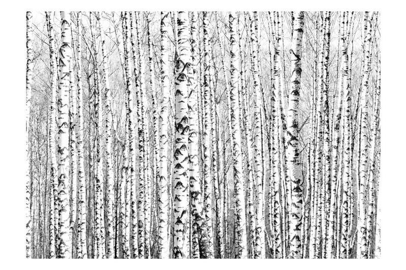 Fototapet Birch Forest 250x175 - Artgeist sp. z o. o. - Innredning - Veggdekorasjon - Tapeter - Fototapeter