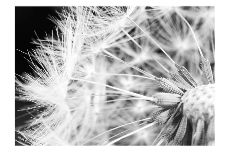 Fototapet Black And White Dandelion 300x210 - Artgeist sp. z o. o. - Innredning - Veggdekorasjon - Tapeter - Fototapeter