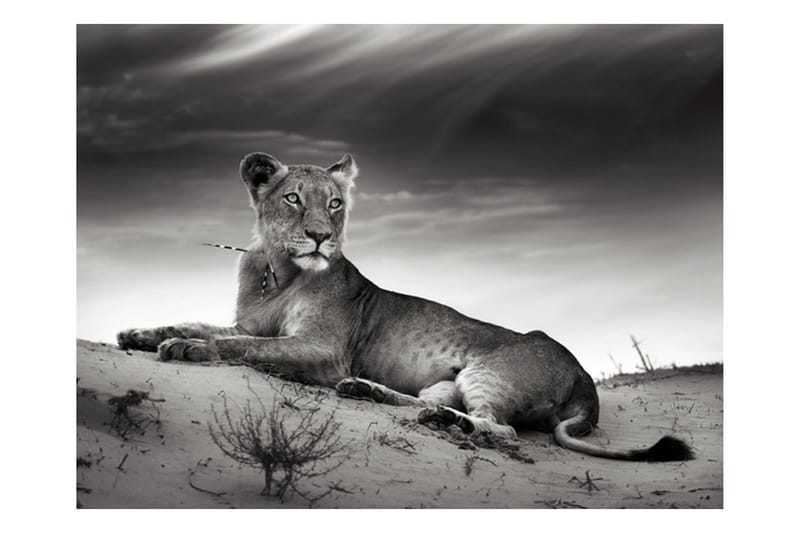 Fototapet Black And White Lioness 250x193 - Artgeist sp. z o. o. - Innredning - Veggdekorasjon - Tapeter - Fototapeter