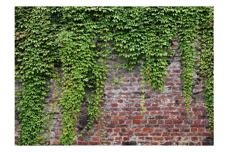 Fototapet Brick And Ivy 200x140 - Artgeist sp. z o. o. - Innredning - Veggdekorasjon - Tapeter - Fototapeter