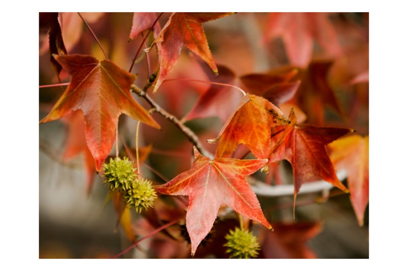 Fototapet Chestnut 250x193 - Artgeist sp. z o. o. - Innredning - Veggdekorasjon - Tapeter - Fototapeter