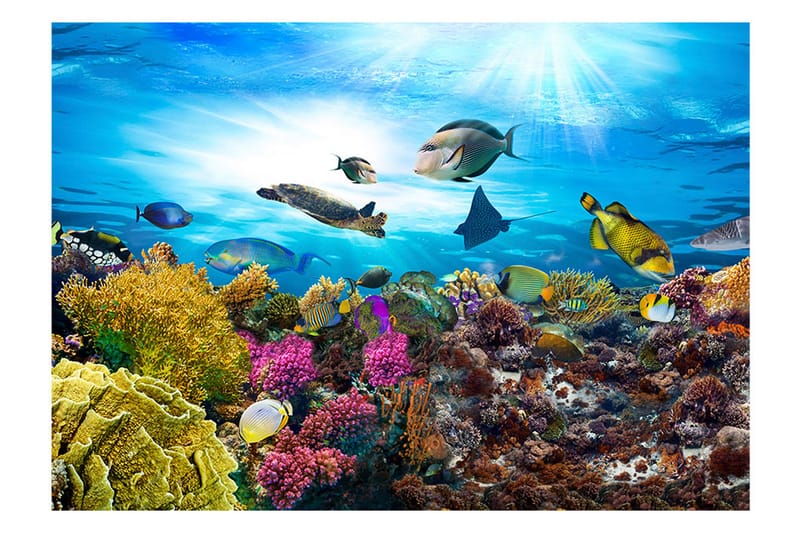 Fototapet Coral Reef 100x70 - Artgeist sp. z o. o. - Innredning - Veggdekorasjon - Tapeter - Fototapeter