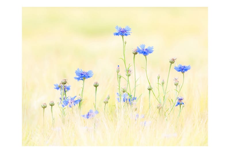 Fototapet Cornflowers 200x154 - Artgeist sp. z o. o. - Innredning - Veggdekorasjon - Tapeter - Fototapeter