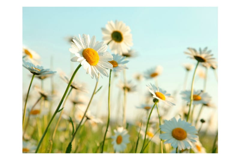 Fototapet Daisies Spring Meadow 200x154 - Artgeist sp. z o. o. - Innredning - Veggdekorasjon - Tapeter - Fototapeter