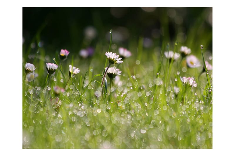 Fototapet Daisies With Morning Dew 200x154 - Artgeist sp. z o. o. - Innredning - Veggdekorasjon - Tapeter - Fototapeter