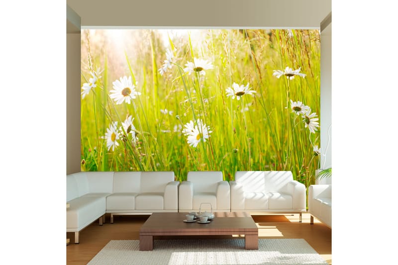 Fototapet Daisy Field 200x154 - Artgeist sp. z o. o. - Innredning - Veggdekorasjon - Tapeter - Fototapeter