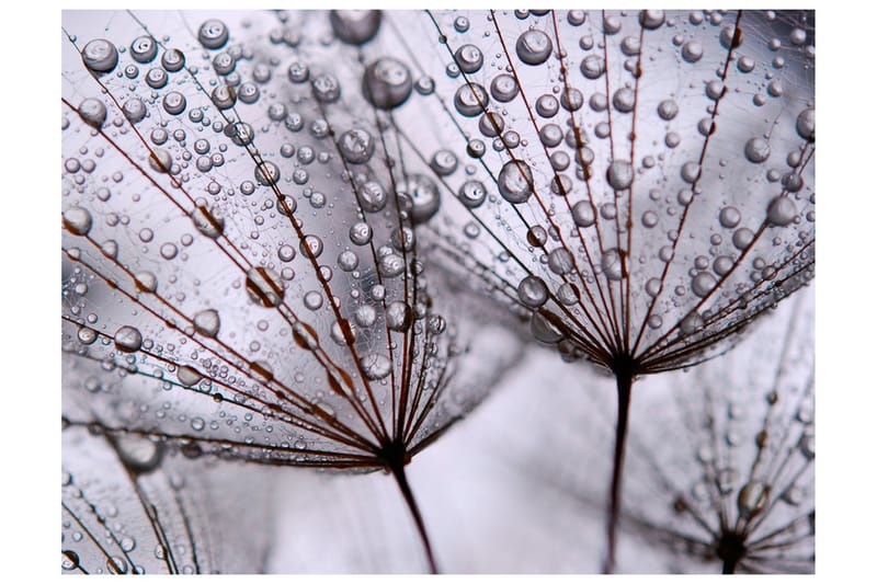 Fototapet Dandelion And Morning Dew 200x154 - Artgeist sp. z o. o. - Innredning - Veggdekorasjon - Tapeter - Fototapeter