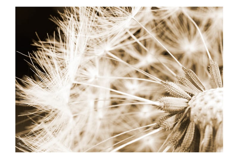 Fototapet Dandelion Sepia 200x140 - Artgeist sp. z o. o. - Innredning - Veggdekorasjon - Tapeter - Fototapeter