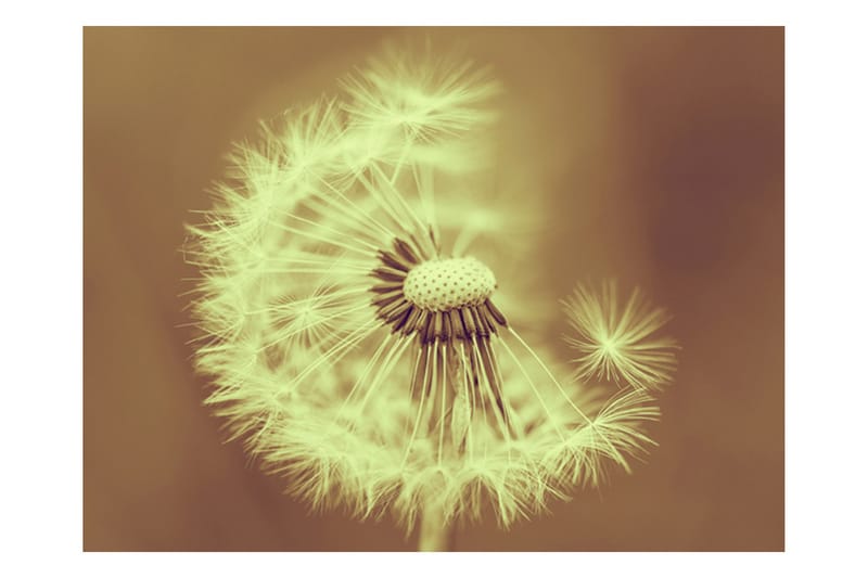 Fototapet Dandelion Sepia 200x154 - Artgeist sp. z o. o. - Innredning - Veggdekorasjon - Tapeter - Fototapeter