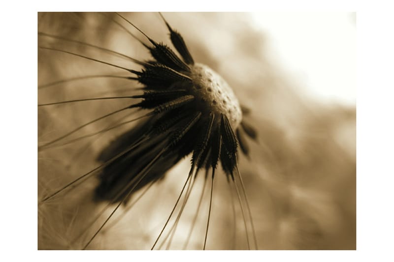 Fototapet Dandelion Sepia 200x154 - Artgeist sp. z o. o. - Innredning - Veggdekorasjon - Tapeter - Fototapeter