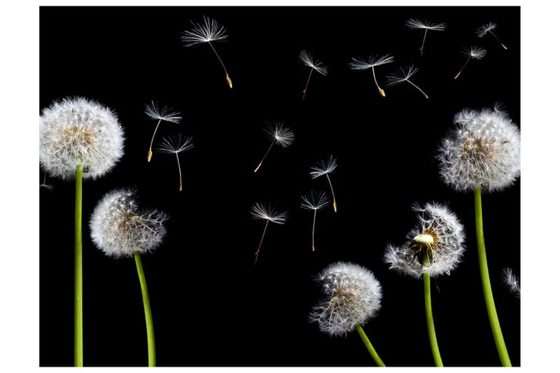 Fototapet Dandelions Wind 250x193 - Artgeist sp. z o. o. - Innredning - Veggdekorasjon - Tapeter - Fototapeter