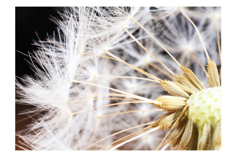 Fototapet Fluffy Dandelion 400x280 - Artgeist sp. z o. o. - Innredning - Veggdekorasjon - Tapeter - Fototapeter