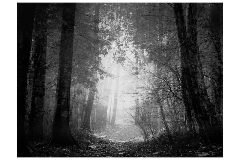 Fototapet Forest Of Shadows 250x193 - Artgeist sp. z o. o. - Innredning - Veggdekorasjon - Tapeter - Fototapeter