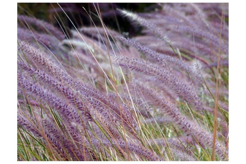 Fototapet Grønt Jorde Og Lilla Blomster 350x270 - Artgeist sp. z o. o. - Innredning - Veggdekorasjon - Tapeter - Fototapeter