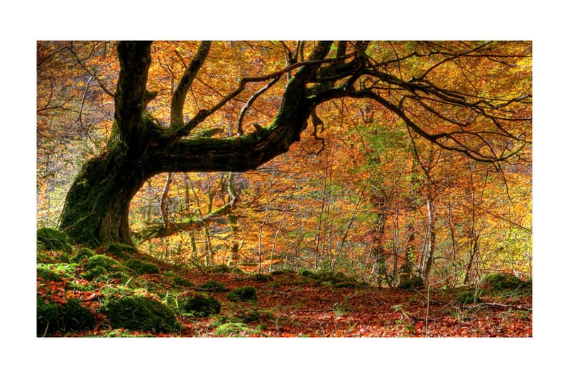 Fototapet Høst Skog Og Løv 450x270 - Artgeist sp. z o. o. - Innredning - Veggdekorasjon - Tapeter - Fototapeter