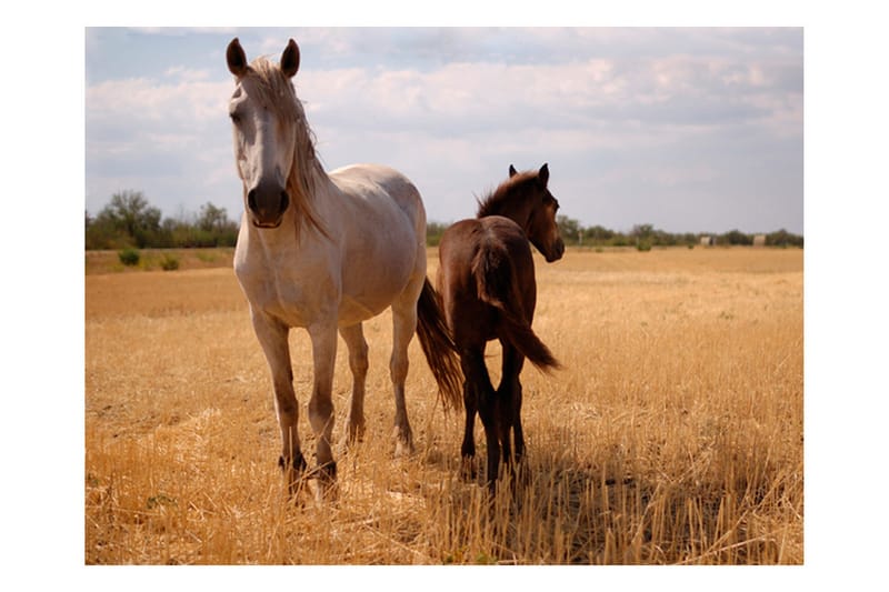 Fototapet Horse And Foal 250x193 - Artgeist sp. z o. o. - Innredning - Veggdekorasjon - Tapeter - Fototapeter