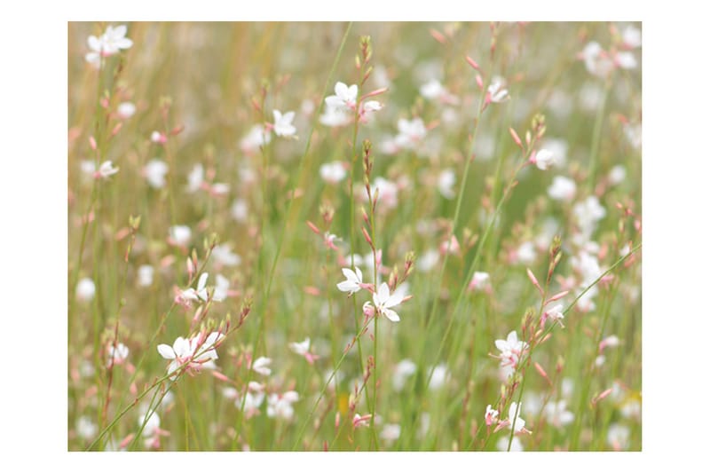 Fototapet Hvite Skjøre Blomster 350x270 - Artgeist sp. z o. o. - Innredning - Veggdekorasjon - Tapeter - Fototapeter