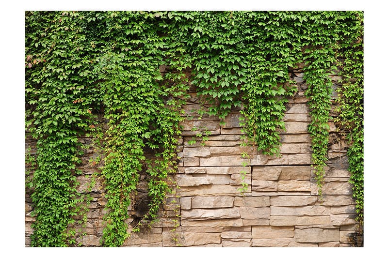 Fototapet Ivy Wall 250x175 - Artgeist sp. z o. o. - Innredning - Veggdekorasjon - Tapeter - Fototapeter